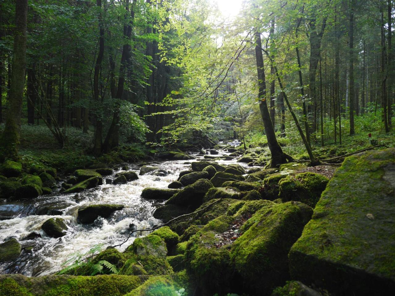 Fewo Kedo Neukirchen vorm Wald Exterior photo