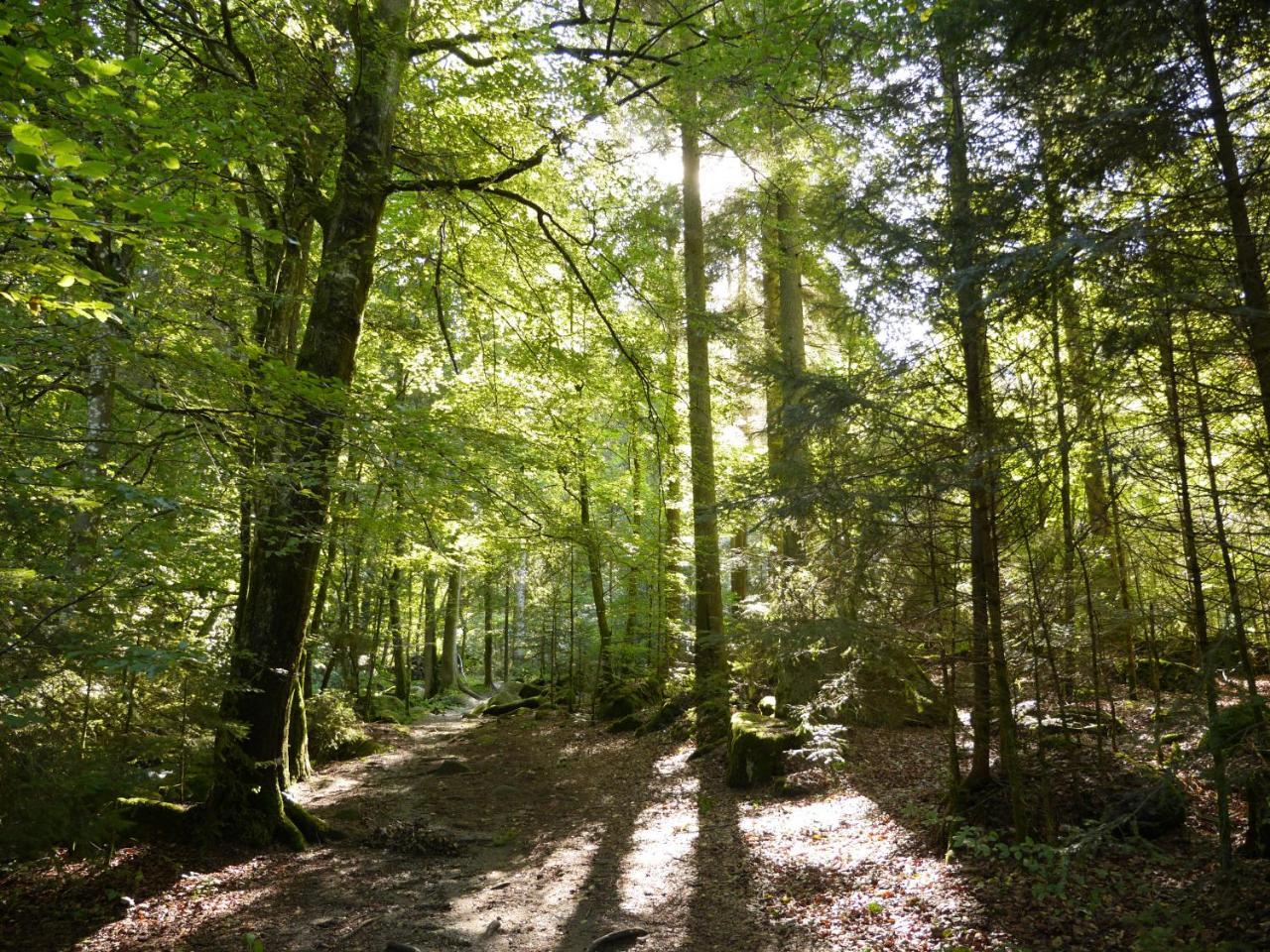Fewo Kedo Neukirchen vorm Wald Exterior photo